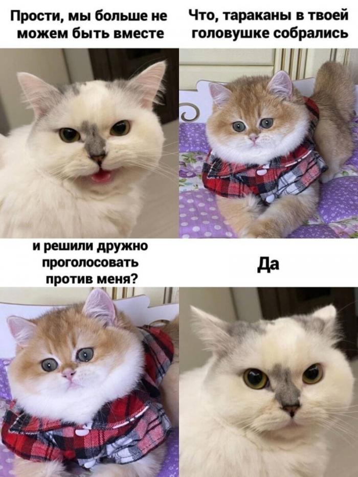 Приколы и мемы с котиками (20 фото)