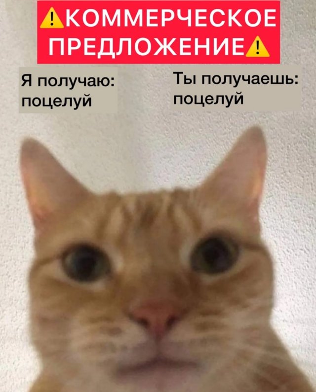 Шерстяные кото-приколы (30 фото)