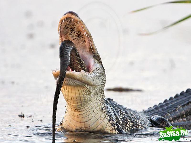 Крокодилы едят змей