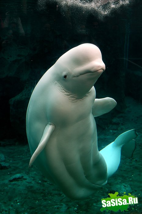 Дельфин живет лет. Бешеный Дельфин. Продолжительность жизни дельфинов. Дельфина 17.07.1984. Продолжительность жизни у Лельфин.