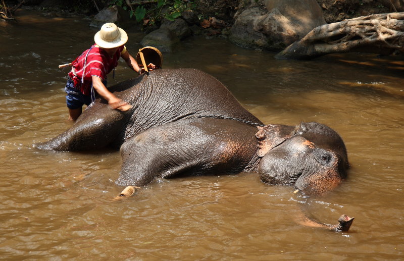 Слон купается. Купание слонов. Слоник купается. Слон купается фото.